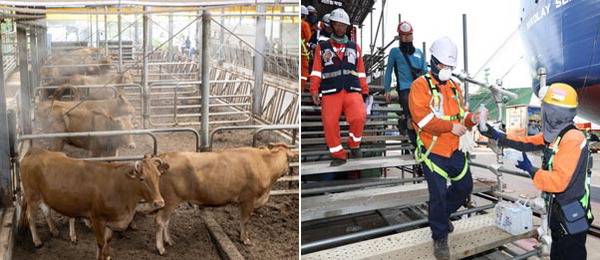10일 부산 기장군 한 농장의 축사에 설치된 안개 분무기와 선풍기가 소들의 더위를 식히고 있다. 오른쪽 사진은 같은 날 조선소 측이 폭염에 노출된 근로자들을 찾아가 얼음생수를 제공하는 모습. 이원준 기자 ·한화오션 제공