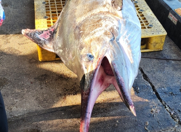 삼척에서 잡힌 황새치. 정연철 삼척시의원 제공