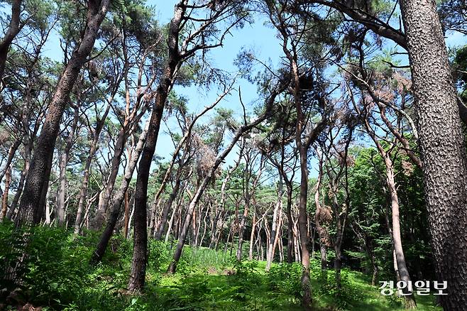 9일 오후 화성시 융건릉 소나무 숲이 지난 겨울 폭설과 최근 폭염 등으로 피해를 보고 있으나 복구작업이 지연되면서 노송 관리에 우려의 목소리가 커지고 있다. 사진은 화성시 융건릉에 지난 겨울 폭설로 부러진 소나무가 죽어가는 채 방치되고 있는 모습. 2025.7.9 /임열수기자 pplys@kyeongin.com