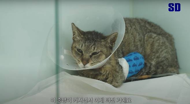 SD동물의료센터에 치료를 받기 위해 입원한 청송이(SD동물의료센터 유튜브 갈무리) ⓒ 뉴스1