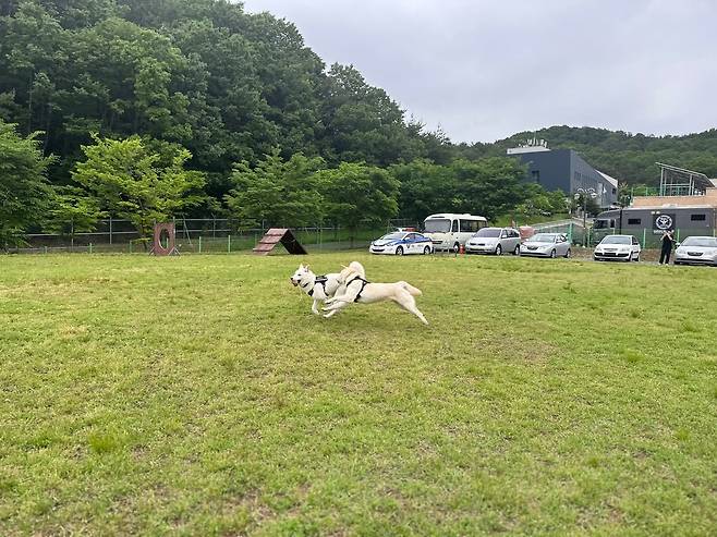 훈련을 진행 중인 임회와 상만이의 모습./경찰견훈련센터