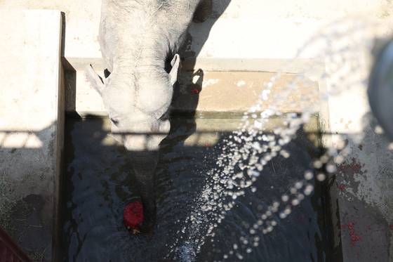 폭염이 이어진 지난 9일 대구 달성공원 동물원에서 코끼리가 물을 맞으면서 얼음과일과 수박을 먹고 있다. 연합뉴스