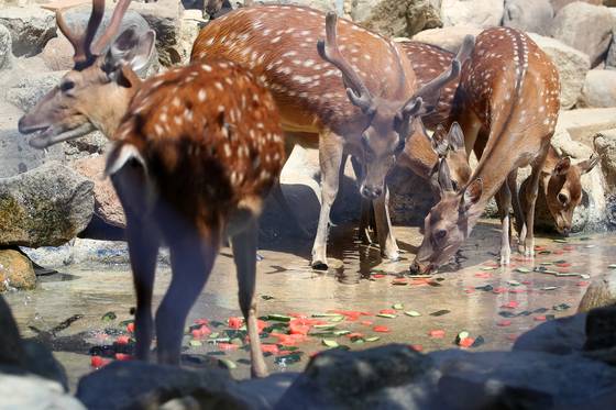 지난 9일 오후 대구 중구 달성공원 동물원에서 꽃사슴이 수박을 먹으며 더위를 식히고 있다. 뉴스1