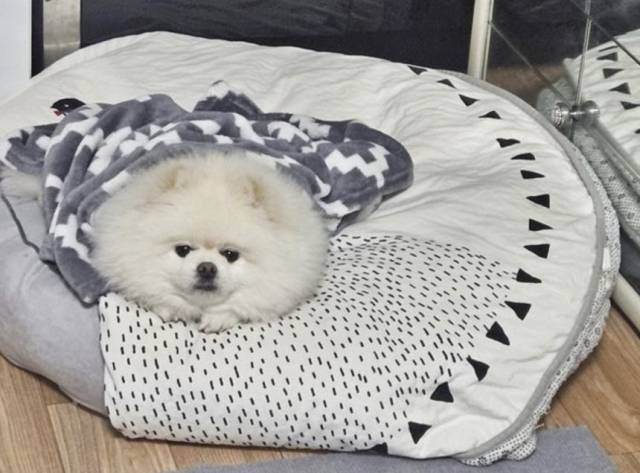 잠든 가족을 깨워 대형화재를 막은 반려견 몽실이. 사진=창원소방본부 제공