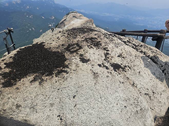 이달 초 경기 고양시 덕양구 북한산 백운대에서 발견된 붉은등우단털파리(러브버그) 사체. 바위에 쓰인 한자 옆에 러브버그 사체가 까맣게 뒤덮여 있다.
국립공원공단 제공