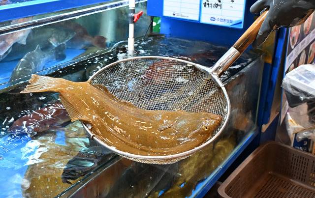 한 상인이 지난 3일 오후 서울 동작구 노량진수산물도매시장에서 뜰채로 국내산 광어 한 마리를 건져 올리고 있다. 권현구 기자