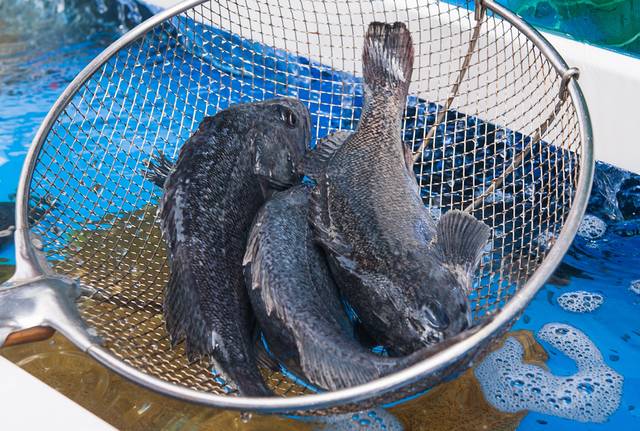 우럭. 게티이미지뱅크