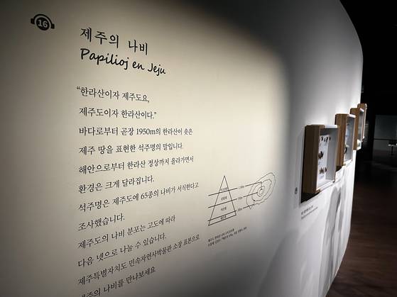 국립제주박물관이 이달부터 오는 10월 19일까지 ‘제주에 나빌레라-광복 80주년 기념 석주명 특별전’을 열고 있다. 사진은 제주 제주도 민속자연사박물관 소장 나비 표본들. 사진 최충일