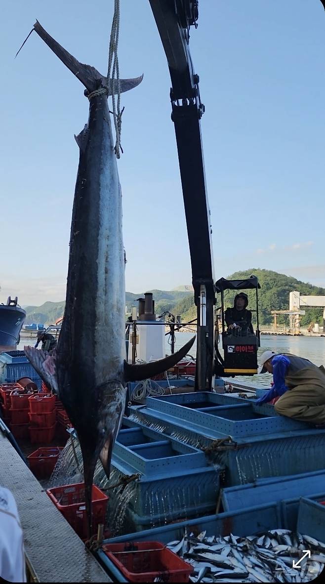 10일 오전 강원 삼척에서 잡힌 길이 3m 황새치.(정연철 강원 삼척시의원 제공, 재판매 및 DB 금지) 2025.7.10/뉴스1 ⓒ News1 윤왕근 기자