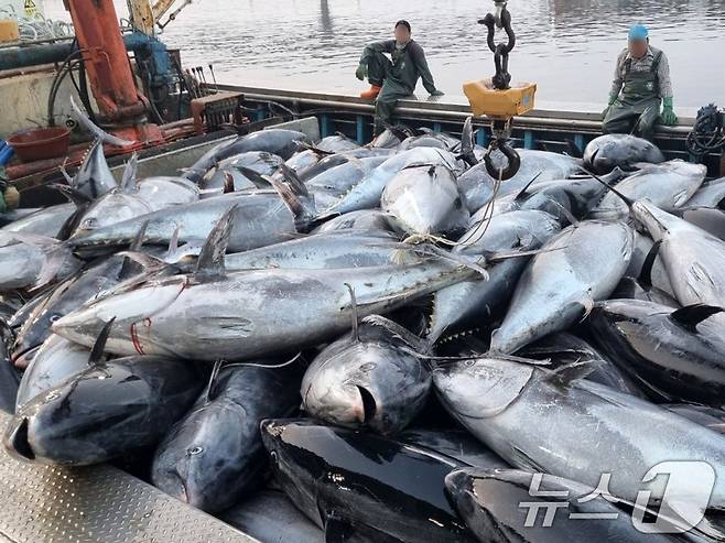 최근 경북 동해안인 영덕군 강구항에 쌓인 참다랑어떼. (뉴스1 DB)ⓒ News1 최창호 기자