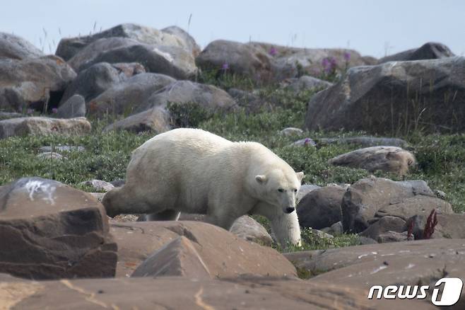 캐나다 북극곰. (사진은 기사 내용과 무관함) ⓒ AFP=뉴스1 ⓒ News1 정지윤 기자