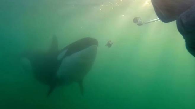 인간에게 먹이를 건네는 범고래. 사진=오르카 리서치 트러스트