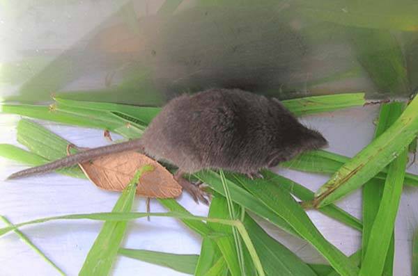 울도땃쥐/사진=고려대 의대 제공