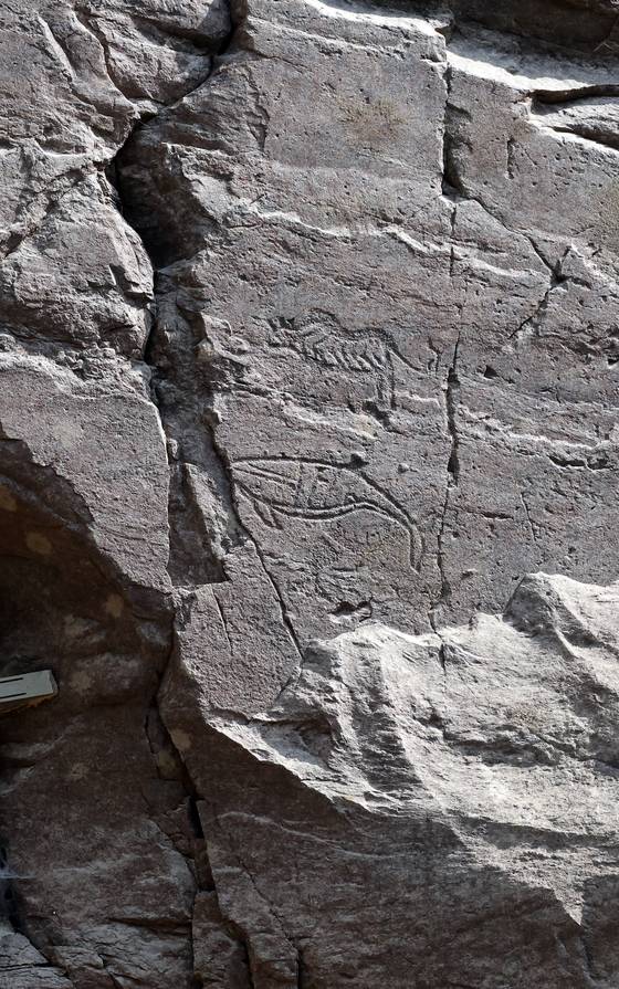 반구대 암각화 전면부를 벗어난 오른쪽 바위의 상단에는 호랑이와 고래가 그려져 있다. 이 호랑이와 고래는 굵은 선 새김 기법으로 제작돼 가장 후대에 그린 것으로 추정된다. 송봉근 기자