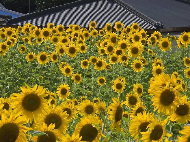 제주 금악리 해바라기 꽃밭