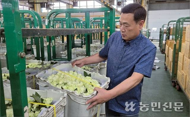 한국절화협회 관계자가 10일 서울 서초구 aT(한국농수산식품유통공사) 화훼공판장에서 경매 대기 중인 장미 품위를 살피고 있다.