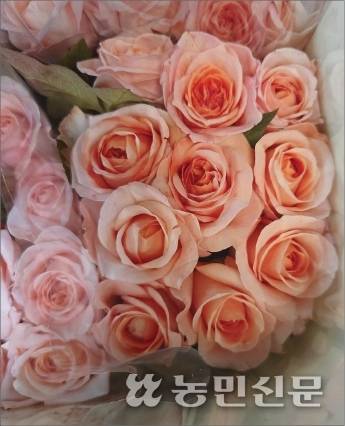 한 농민이 화훼공판장에 출하한 장미 다발에서 오므라져 있어야 할 꽃봉오리 상당수가 이미 벌어져 있다.