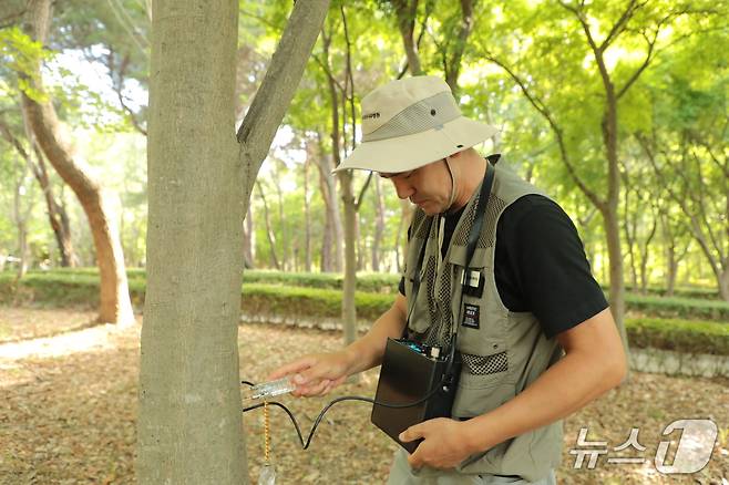 울산나무병원 서창훈 나무의사가 15일 울산 남구의 한 근린 공원에서 수세활력진단기를 활용해 수목의 활력도를 측정하고 있다.2025.7.15./뉴스1 ⓒ News1 김세은 기자