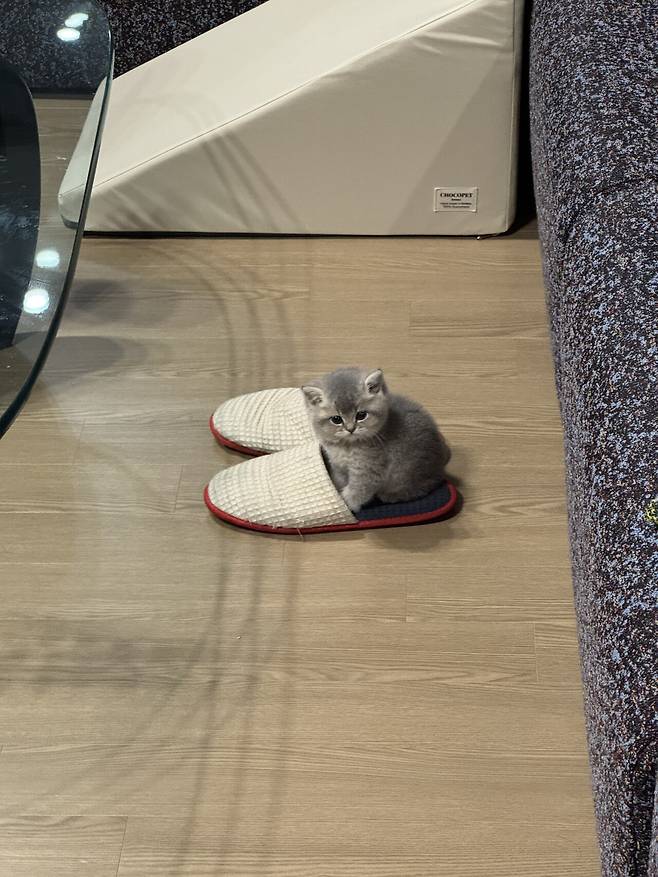 우리집 새로운 가족