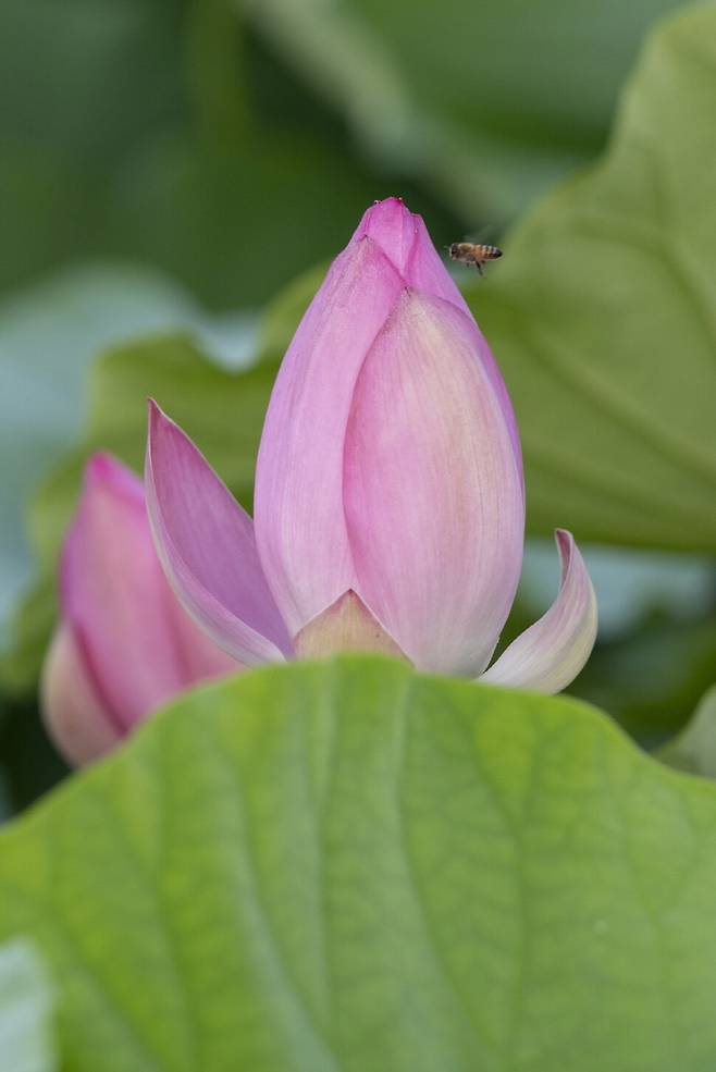 연꽃 봉오리에서 은은한 향기가 새어 나와 벌을 유혹한다.