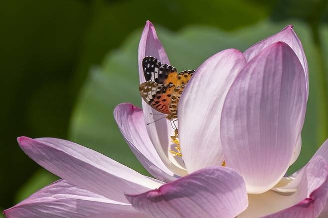 암끝검은표범나비(여름형) 수컷이 아라홍련 위에 앉아다.