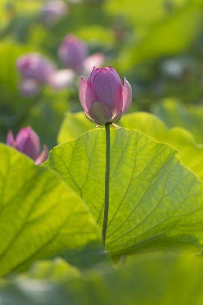 빛에 따라 연꽃잎은 농담의 변화가 다양하다.
