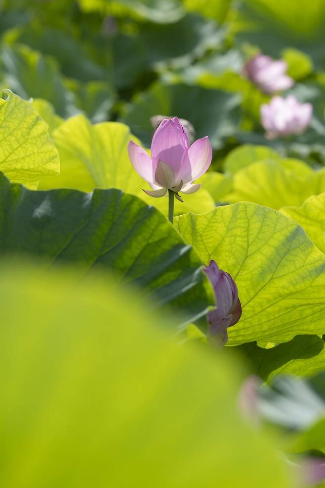 연잎과 연꽃 조화롭다.