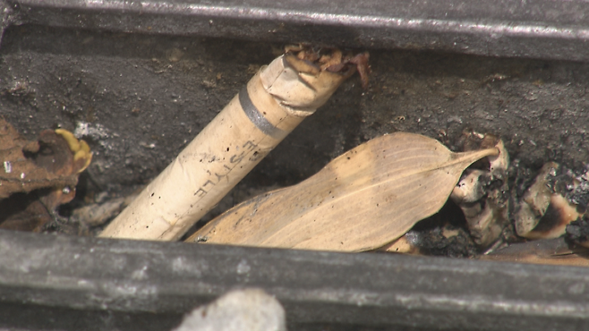 불법 투기된 담배꽁초