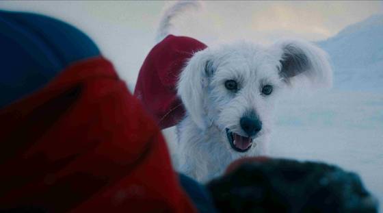 영화 '슈퍼맨'의 슈퍼독 '크립토'. 사진 워너브러더스