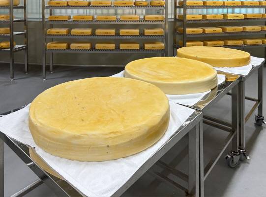 ▲저지종 숙성치즈 ⓒ임실군