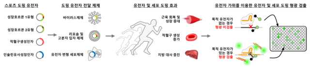 KIST가 개발한 유전자 가위를 활용한 체외 유전자·세포 도핑 분석법 개념도 KIST 제공