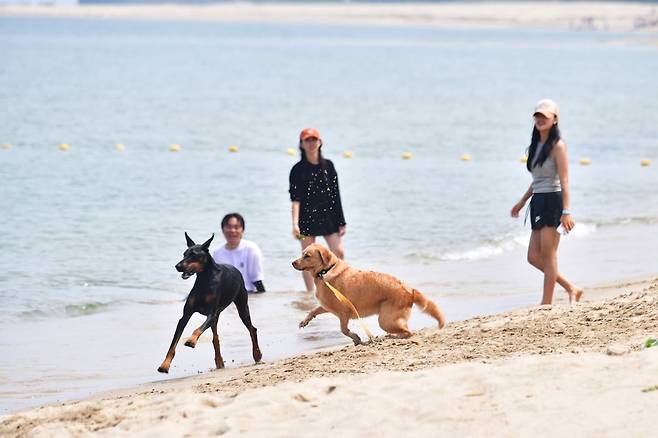 출진군 구산해수욕장 펫비치. 울진군 제공