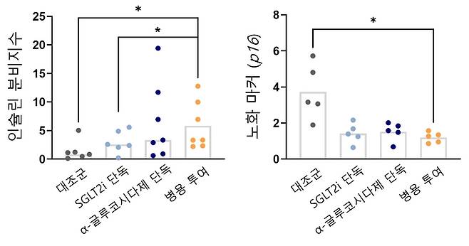 병용 투여군에서 인슐린 분비지수(왼쪽)가 가장 높았고 노화 마커 p16 발현(오른쪽)이 가장 낮았다. 즉, 병용 투여가 인슐린 분비 향상과 노화 억제에 가장 효과적이었음을 시사했다. 출처=서울대병원