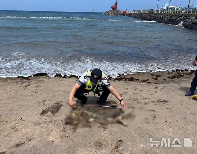 제주 이호테우해수욕장에서 15일 세계적인 멸종위기종 푸른바다거북이 사체로 발견됐다. /사진=뉴시스(제주해경 제공)
