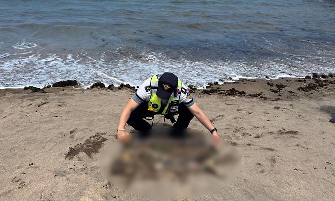 제주 해수욕장 백사장에서 발견된 멸종위기종 푸른바다거북 사체. 제주해양경찰서 제공