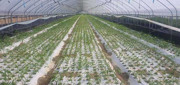 충청남도 농업기술원은 안정적인 국내 공심채 생산량 확보와 품질 개선을 위한 재배법을 연구하고 있다./부속사진=충청남도 농업기술원 제공