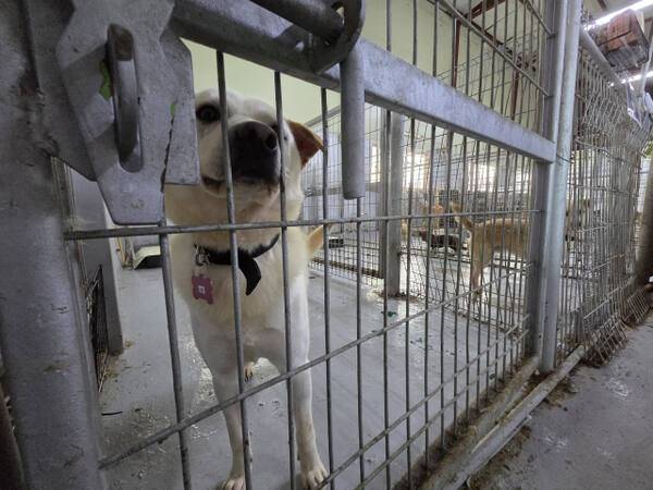 인천 계양구 다남동에 있는 인천시수의사회 유기동물 보호소에서 보호 중인 수십 마리의 개와 고양이 등 유기동물들이 바닥에 배설물이 쌓여 있는 좁은 철창 안에 갇혀있다. 이 곳에서는 전염병 등이 확산하며 지난 1년간 550마리가 폐사했다. 박귀빈기자