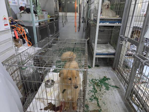 인천 계양구 다남동에 있는 인천시수의사회 유기동물 보호소에서 보호 중인 수십 마리의 개들이 좁은 철창 안에 갇혀있다. 철창 안 바닥에는 배설물이 쌓여 파리가 날아다니는 등 열악한 환경이다. 박귀빈기자