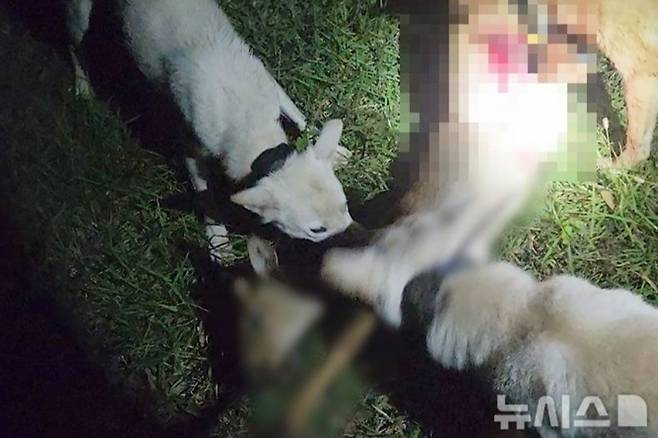 제주자치경찰단이 지난 5월 야생동물을 잔혹하게 사냥한 30대 두 명을 구속했다. 사진은 피의자들이 진돗개를 풀어 노루를 물어 뜯게 하는 장면. /사진=뉴시스(제주자치경찰단 제공)