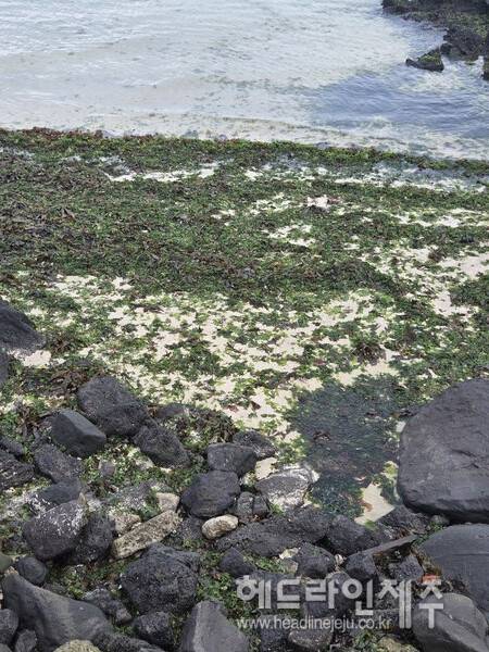 구멍갈파래로 뒤덮인 세화 해변. (사진=제주특별자치도 누리집 신문고)