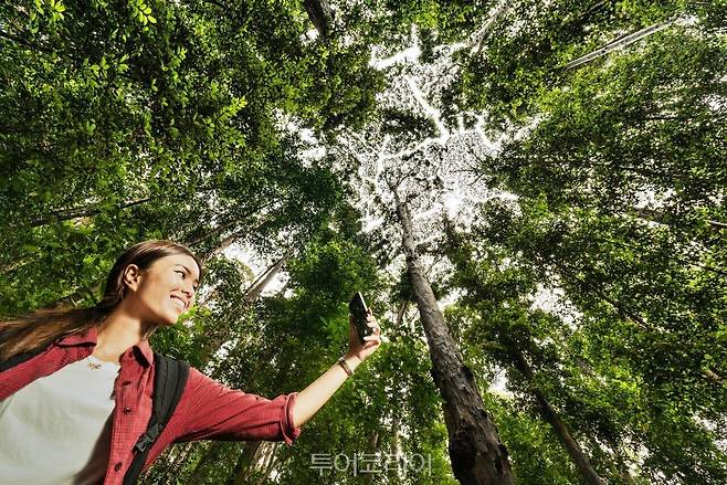 말레이시아 FRIM 셀랑고르 포레스트 파크/사진-말레이시아관광청