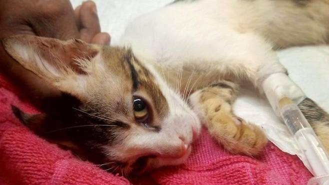 푸르니마는 뭄바이에서 발견한 새끼 고양이에게 '그레이스'라는 이름을 지어 주었다