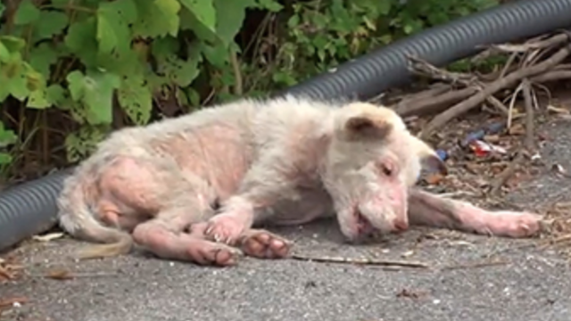 백일이와 백삼이는 2022년, 전북 순창군의 한 산책로에서 다른 강아지들과 함께 발견됐다. SBS 'TV 동물농장' 캡처