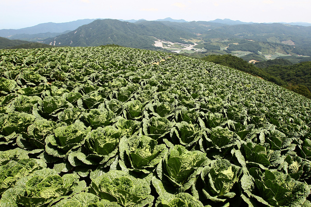 강원지역 고랭지배추밭. 농촌진흥청