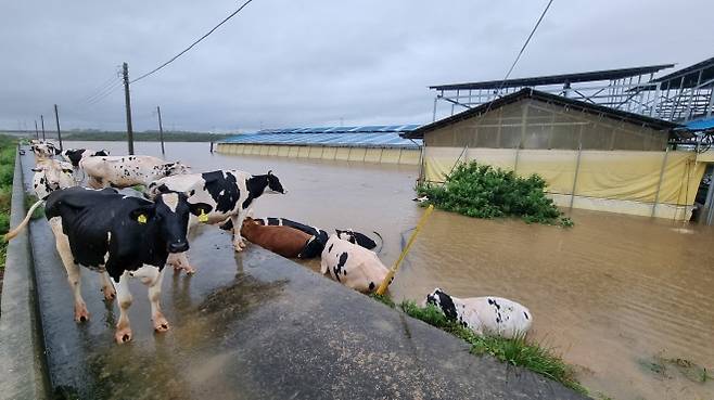 마을도 축사도 삼킨 물폭탄 - 기록적인 폭우가 중부권을 강타한 17일 충남 예산군 고덕면 용리에서 불어난 물이 축사로 들이닥치자 소들이 물 밖으로 대피한 모습. 기상청은 이번 충남 지역 강우량이 200년 만에 한 번 있을 수준이라고 밝혔다. 예산 뉴스1
