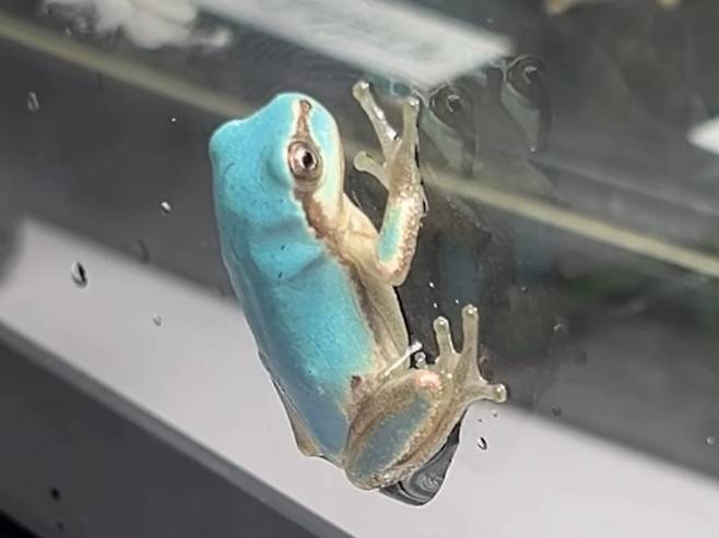 일본 이와테현에서 희귀종으로 알려진 ‘하늘색 청개구리’가 발견됐다. 모구란피아 수족관 인스타그램 캡처