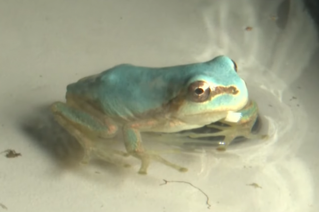 일본 이와테현에서 희귀종으로 알려진 ‘하늘색 청개구리’가 발견됐다. TV아사히 캡처