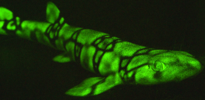 생물형광 현상을 보이는 물고기 자료사진