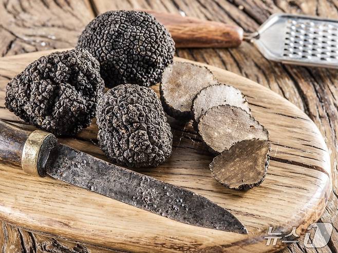칼리치(Karlić) 가문에서 재배되는 우수한 품질의 트러플(크로아티아관광청 제공)