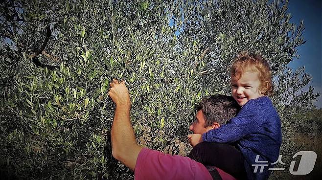 크로아티아의 올리브 재배 모습(크로아티아관광청 제공)